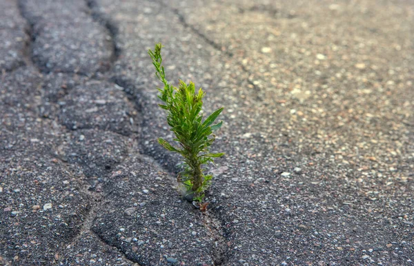 Herbe Brisant Asphalte Gros Plan — Photo