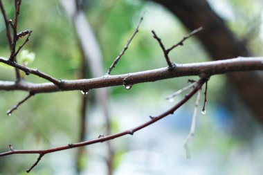 Ağaç üzerinde yağmur damla