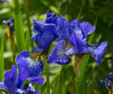 coiorful beautiul çiçek