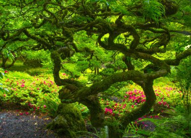 coiorful beautiul çiçek