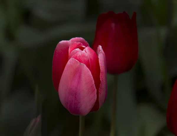 Flores beautiul coiorful — Fotografia de Stock