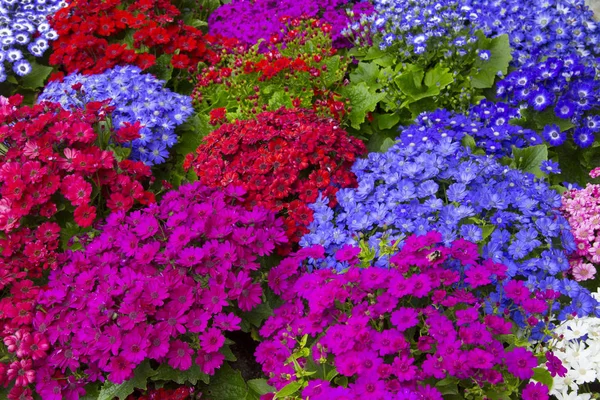 Coiorful beautiul bloemen — Stockfoto