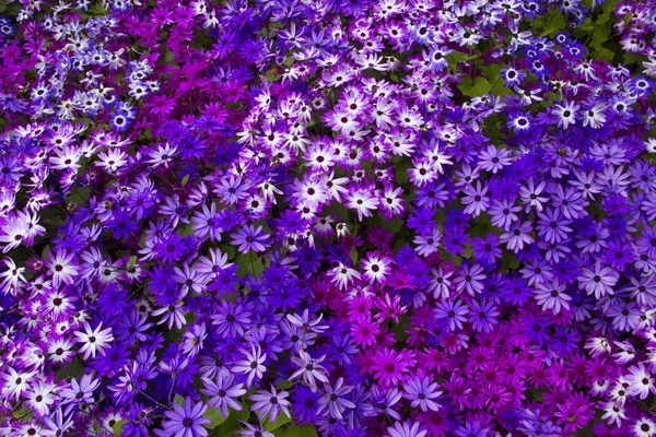 Coiorful beautiul bloemen — Stockfoto