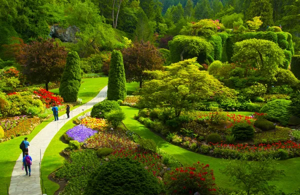 coiorful beautiul çiçek