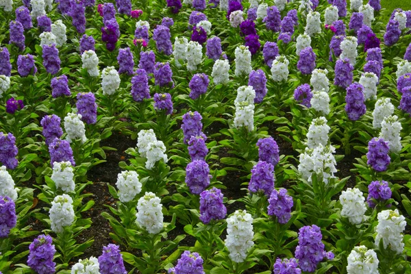 Coiorful beautiul virágok — Stock Fotó