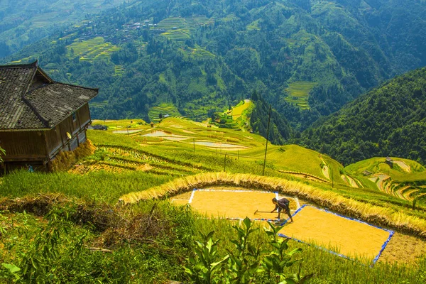 amitaious duygular miao milliyet