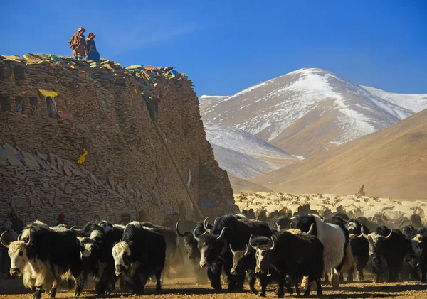 Qinghai Tibet Yaylası Avalokiteshvara Festival