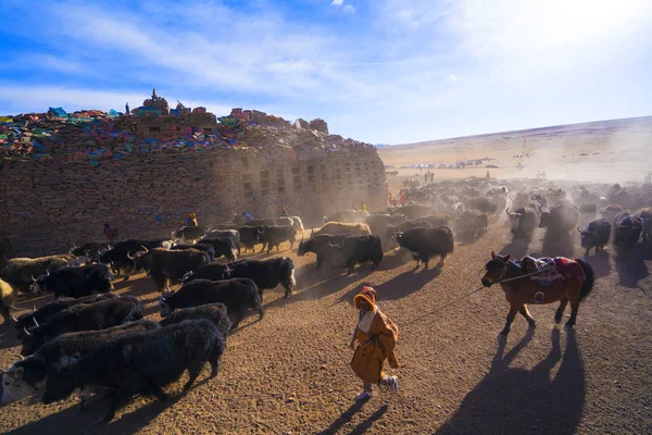 Qinghai Tibet Yaylası Avalokiteshvara Festival