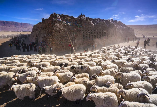 Qinghai Tibet Yaylası Avalokiteshvara Festival