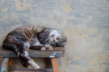 Bir bankta tekir kedi uyur