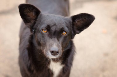 siyah köpek derin bir göz ile