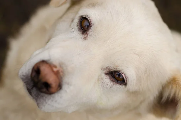Porträtt av vit hund med en djup titt — Stockfoto