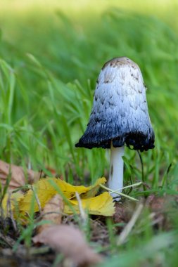Coprinus comatus yenilebilir mantar