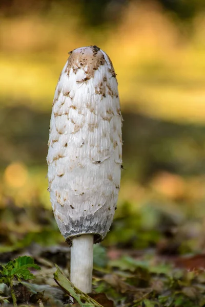 Czernidłak Kołpakowaty Grzyb Jadalny — Zdjęcie stockowe