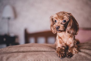Kahverengi bir paket üzerinde bej köpek