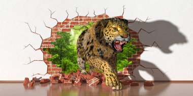 Leopar duvardaki bir hatadan çıkıyor.