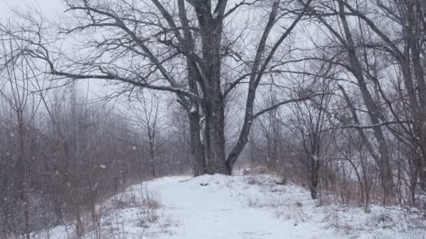Großer Baum Bei Starkem Schneefall Auf Der Straße — Stockvideo