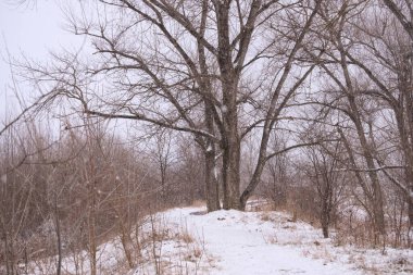 Yoğun karda yoldaki büyük ağaç.