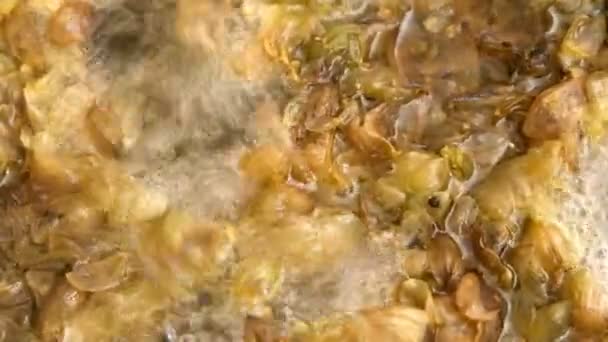 Produzione Luppolo Nella Produzione Birra Fatta Casa Una Padella — Video Stock