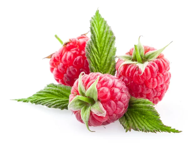 Framboise fraîche avec des feuilles vertes sur fond blanc — Photo