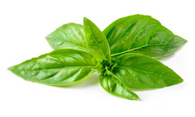 Fesleğen beyaz arkaplanda izole edildi