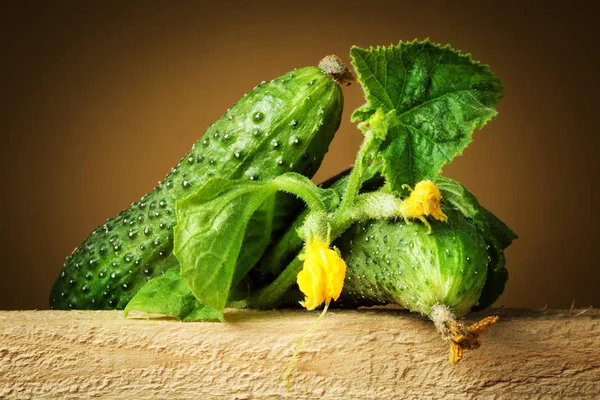 Bio-Gurken. Zweig mit Blättern — Stockfoto