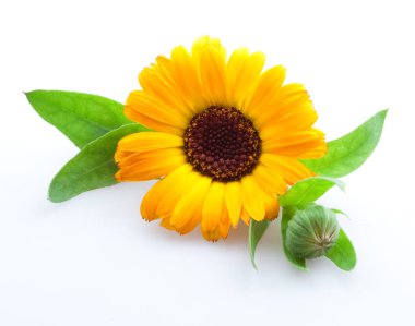 Chanterelle mantarı. Organik mantarlar.