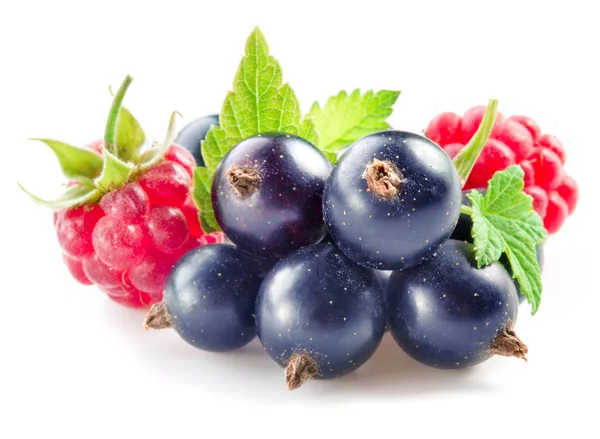 Ribes nero con lampone isolato su sfondo bianco — Foto Stock