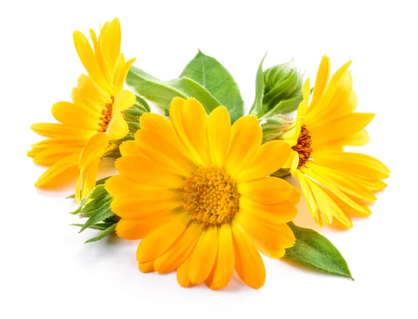 Calendula. Marigold flowers with leaves isolated on white — Stock Photo, Image