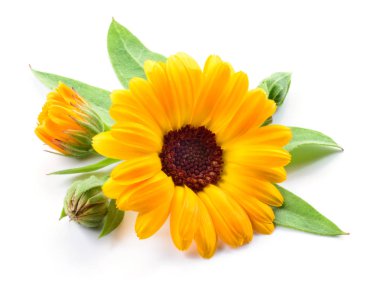 Calendula. Tomurcukları ve yaprakları beyaz üzerine ayrılmış takvim çiçeği