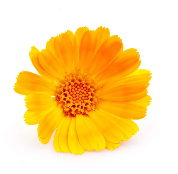 Calendula. Çiçekler beyaz izole — Stok fotoğraf