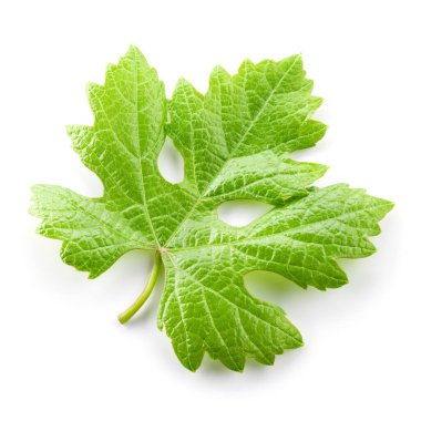 Üzüm yaprağı beyaza izole edilmiş.