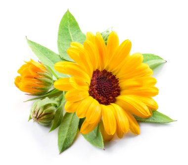 Beyaz arkaplanda izole edilmiş takvim çiçekleri