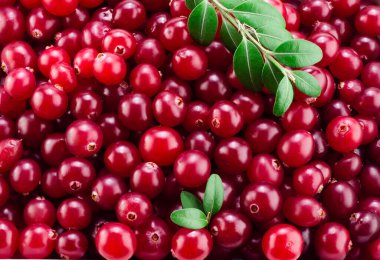 Yapraklı yabanmersini. Kırmızı arkaplan.