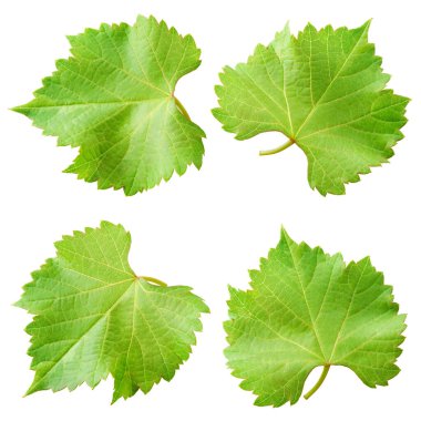 Üzüm yaprakları beyaz üzerine izole edilmiş. Koleksiyon