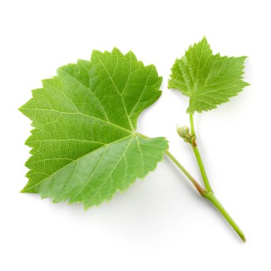 Beyaz yapraklı taze üzüm dalı.