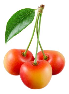 Kiraz. Beyaz üzerine izole edilmiş üç sarı dut.