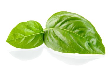 Fesleğen yaprakları beyaz arkaplanda izole