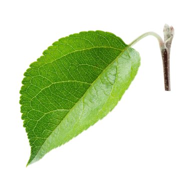 Taze elma yaprağı beyaza izole edilmiş. kırpma yolu ile.