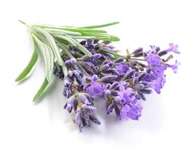 Beyaz arka planda bir demet lavanta çiçeği