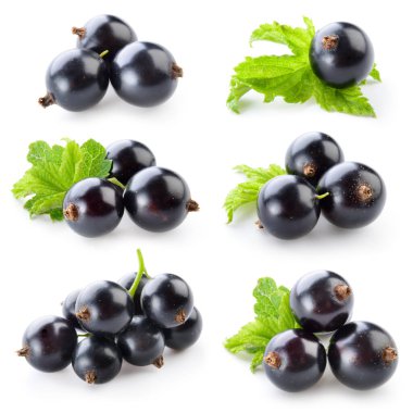 Black currant isolated on white. Collection clipart