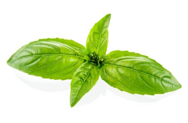 Fesleğen yaprakları beyaz arkaplanda izole