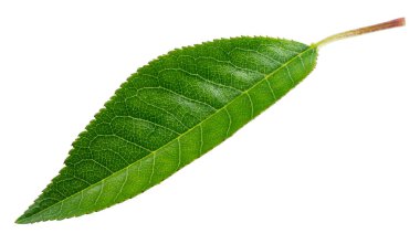 Beyaz arkaplanda kiraz yaprağı izole