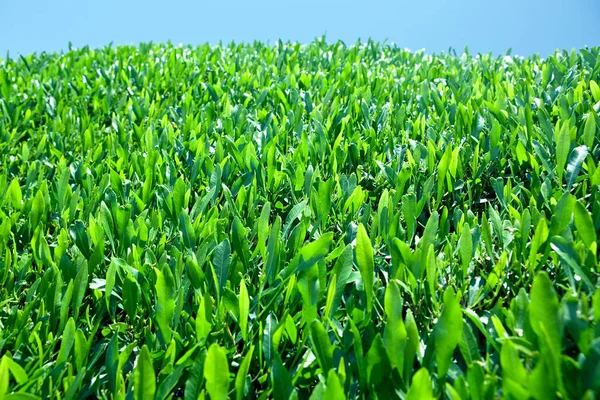 Natürliche Organische Grüne Laub Hintergrund — Stockfoto