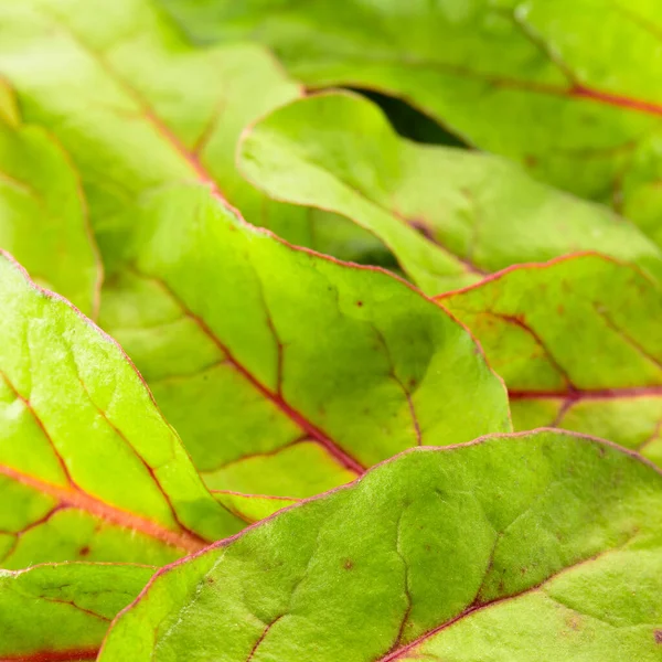 Natural Organic Green Salad Background — Stock Photo, Image