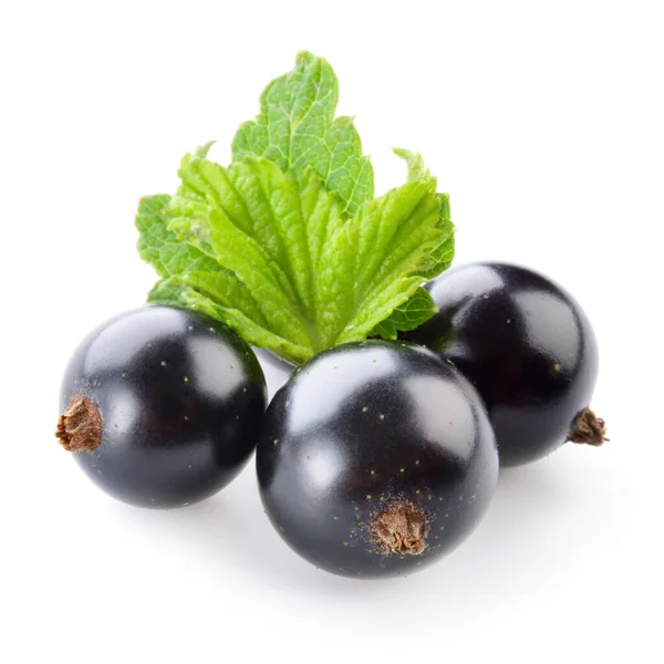 Black Currant Isolated White — Stock Photo, Image