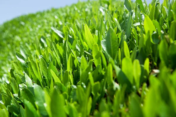 Hojas Verdes Fondo Enfoque Selectivo — Foto de Stock