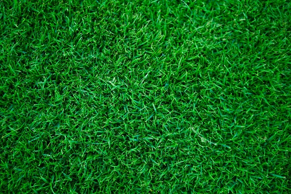 Natürliches Organisches Grünes Gras — Stockfoto