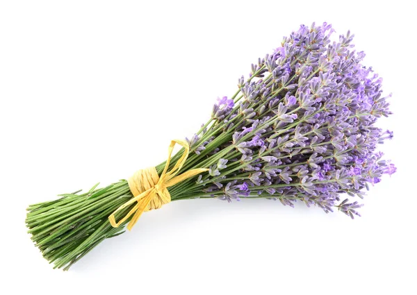 Bunch Lavender Flowers White Background — Stock Photo, Image