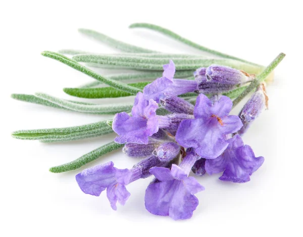 Bando Flores Lavanda Fundo Branco — Fotografia de Stock